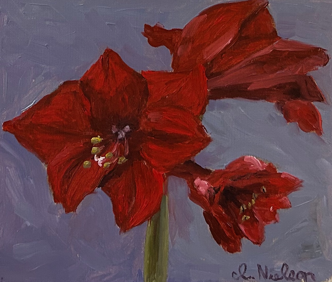 Amaryllis