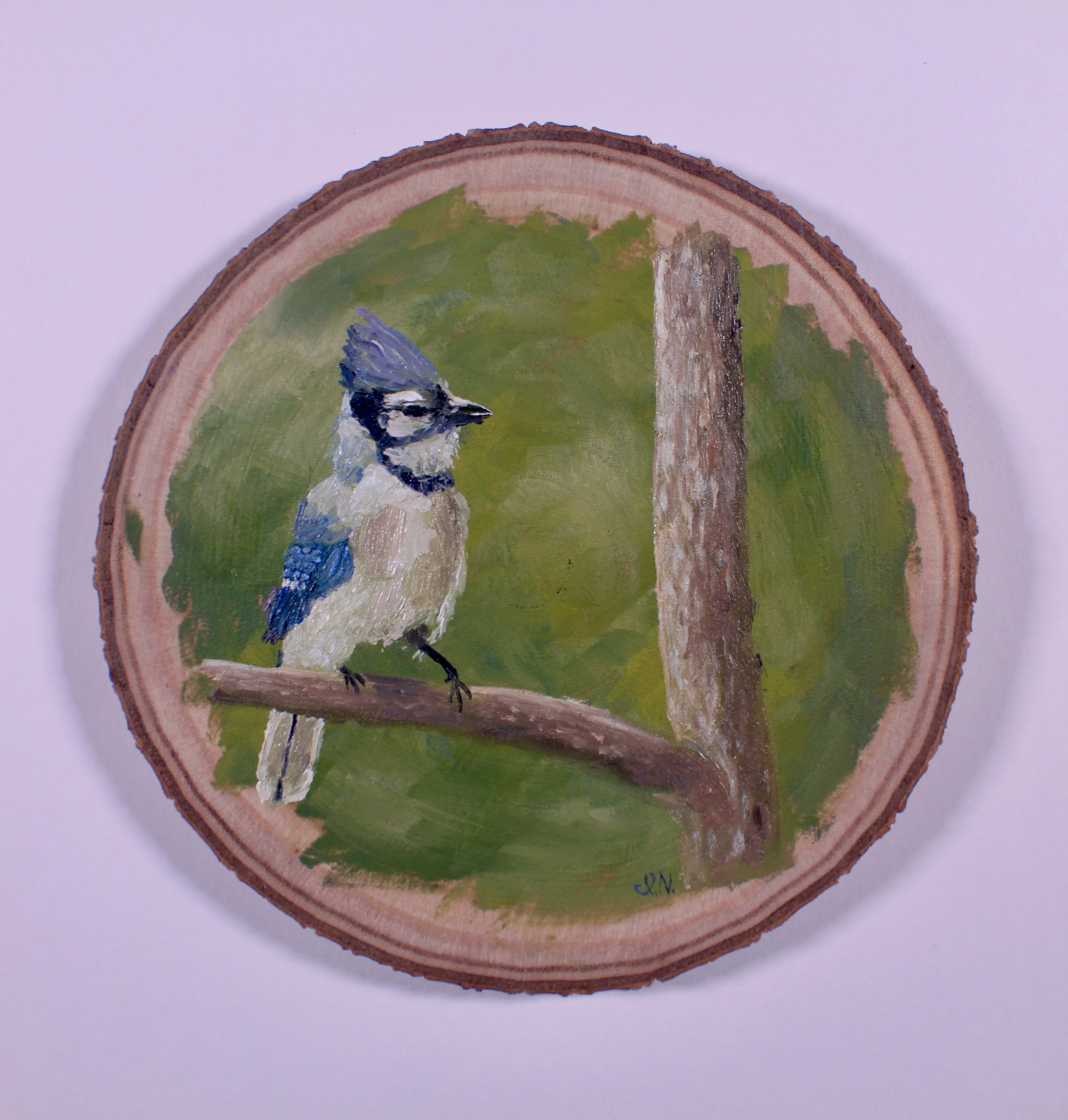 Blue Jay, Perched