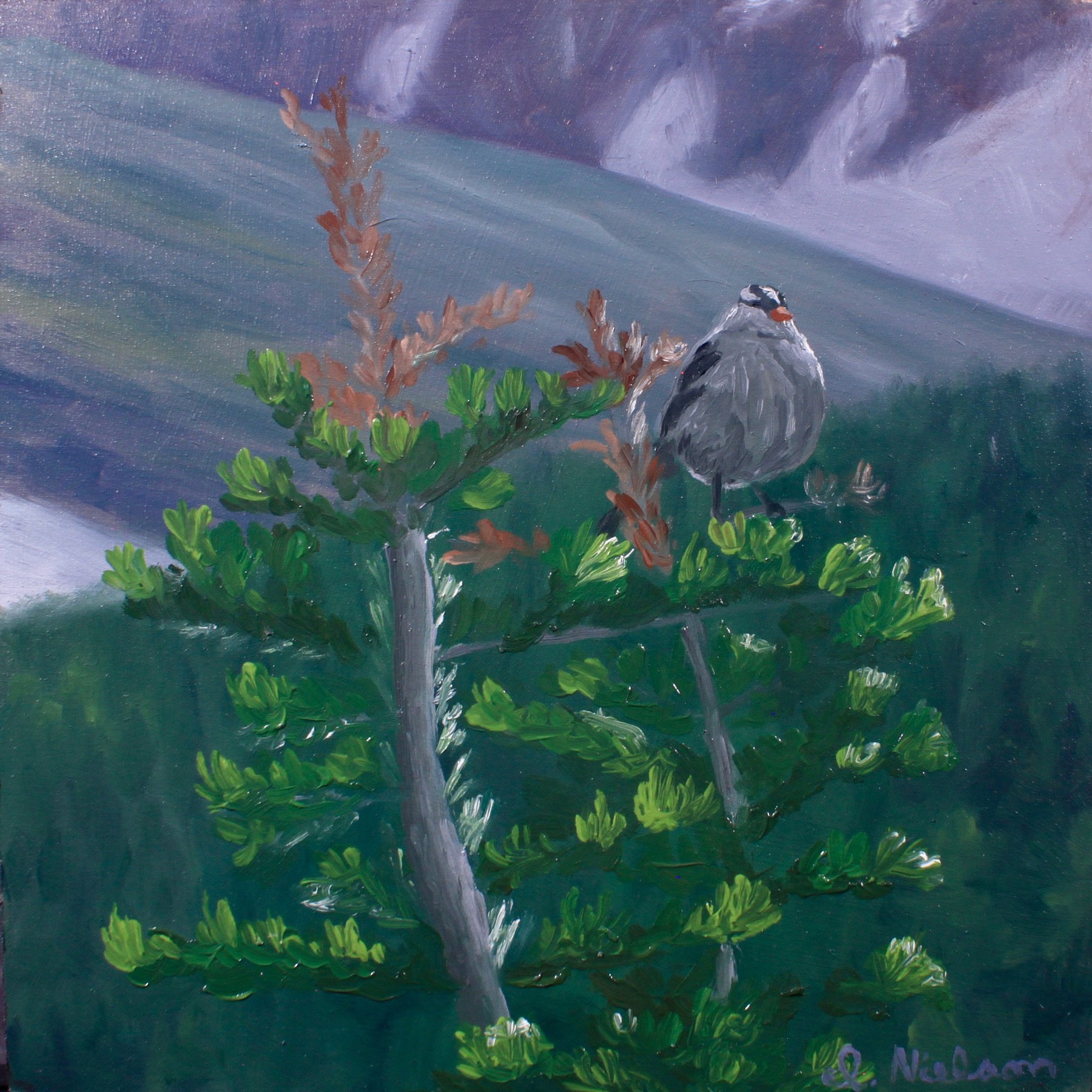 Early Bird of the Mountains