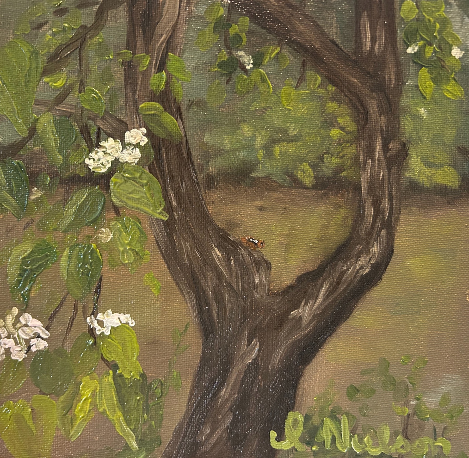 Fields Grove Catalpa