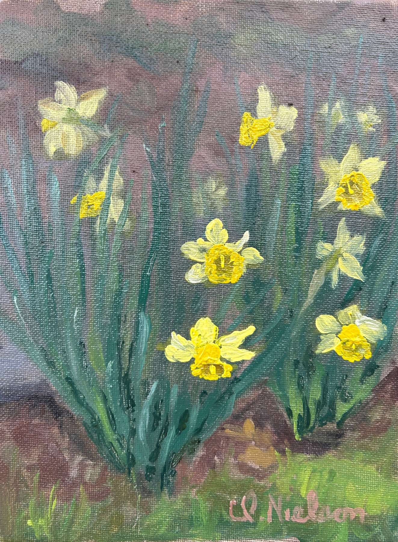 Morning Daffodils