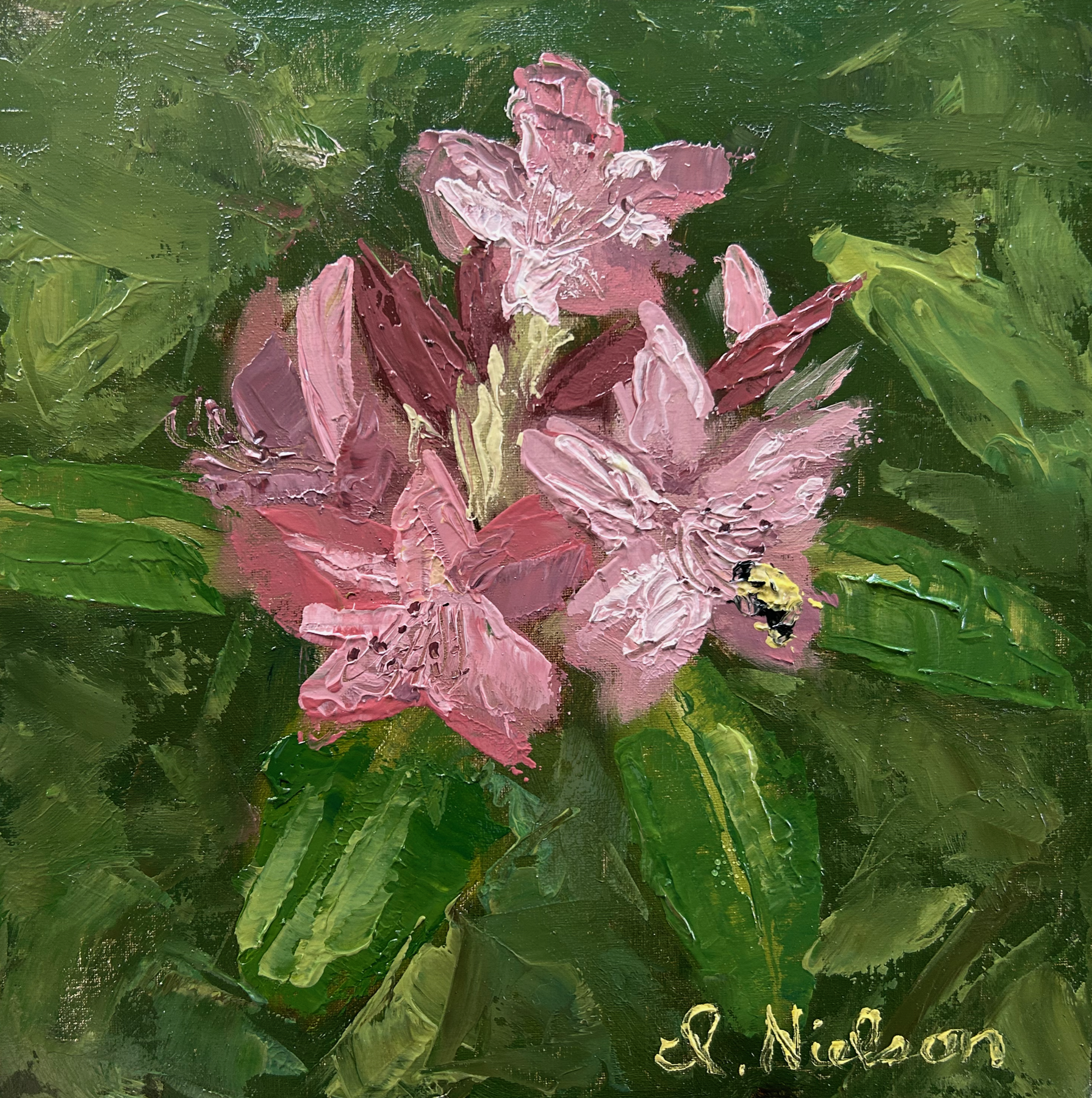 Rhododendron Blooms