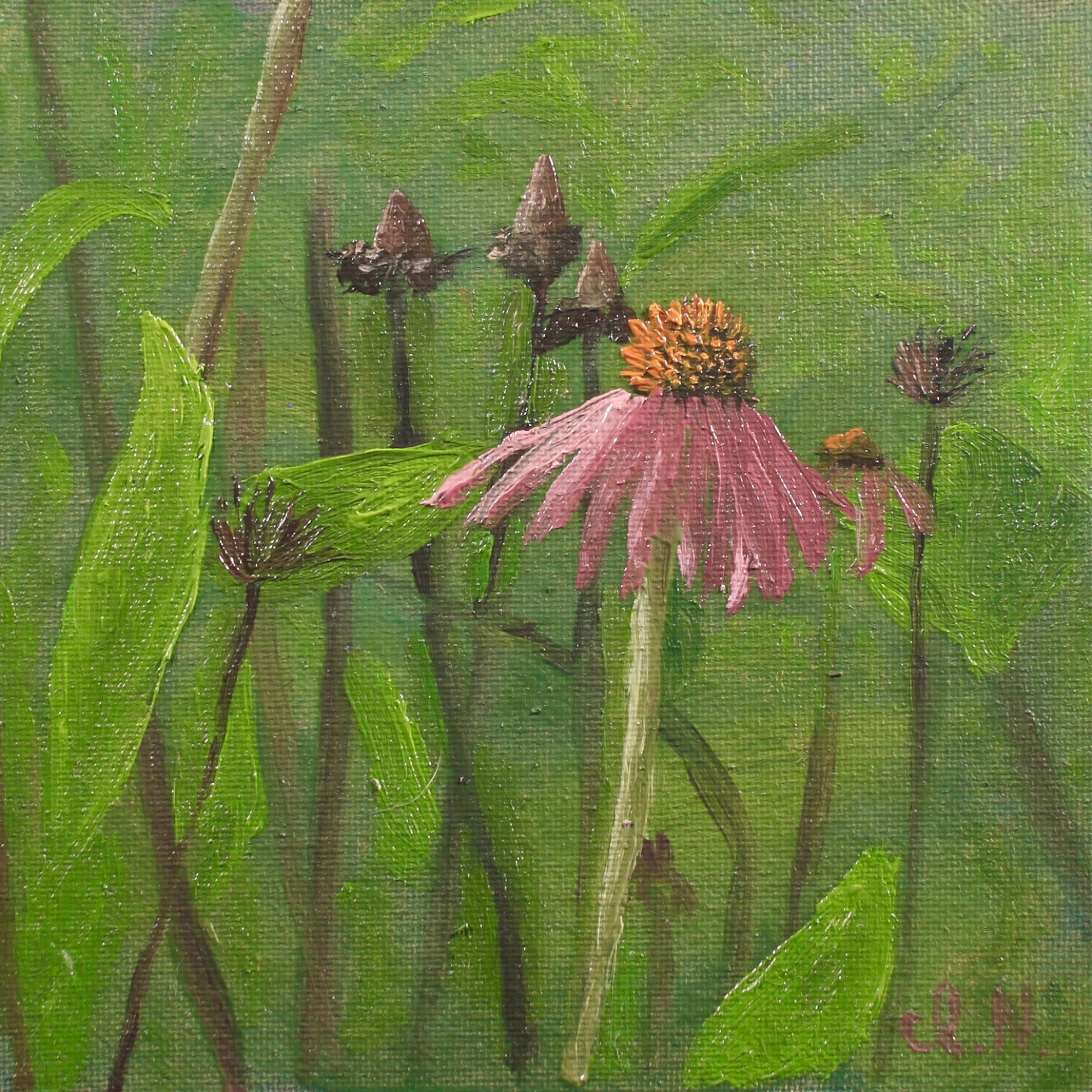 The Last Coneflower