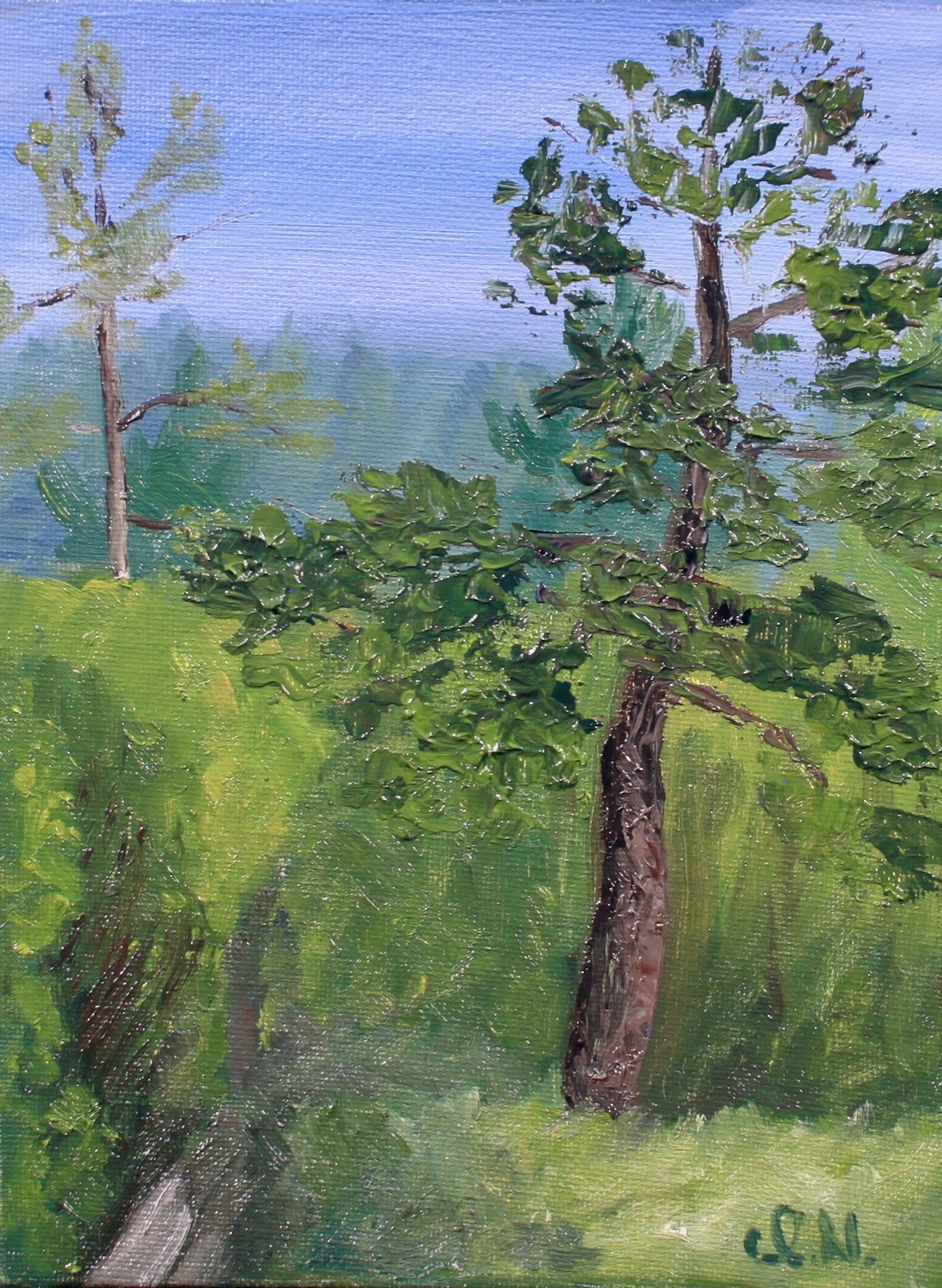 Trail at Ponemah Bog